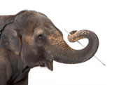 éléphant - photo fotosearch - libre de droit